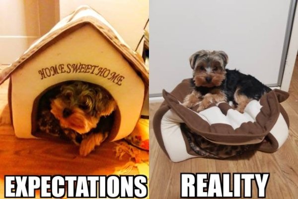 expectation vs reality success kid - Home Sweet Hos Expectations Reality