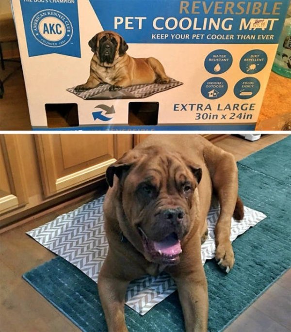 expectation vs reality bullmastiff - We Uus Champion Kena Reversible Pet Cooling Mat Akc Keep Your Pet Cooler Than Ever Resistant Indode Tolol Outdoor Extra Large 30in x 24in