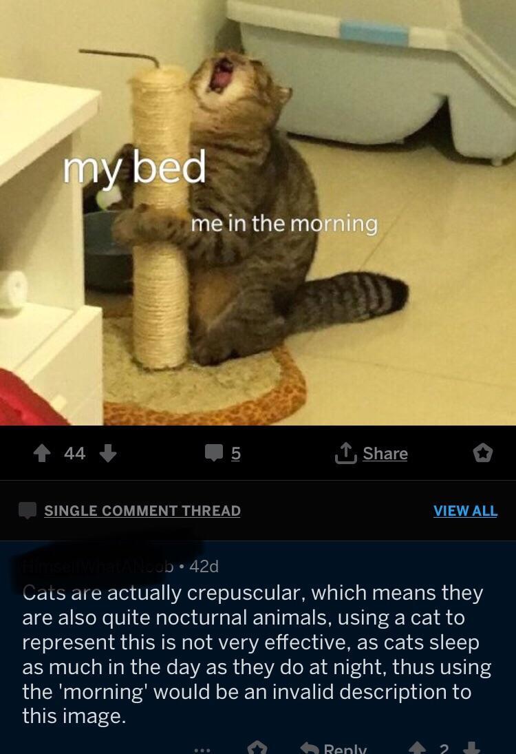 fuck you to little kids - my bed me in the morning 44 5 1 Single Comment Thread View All ub 42d Cats are actually crepuscular, which means they are also quite nocturnal animals, using a cat to represent this is not very effective, as cats sleep as much in