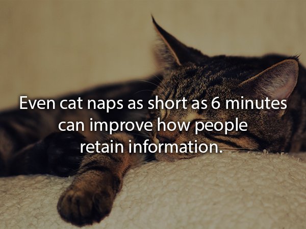 Cat - Even cat naps as short as 6 minutes can improve how people retain information.