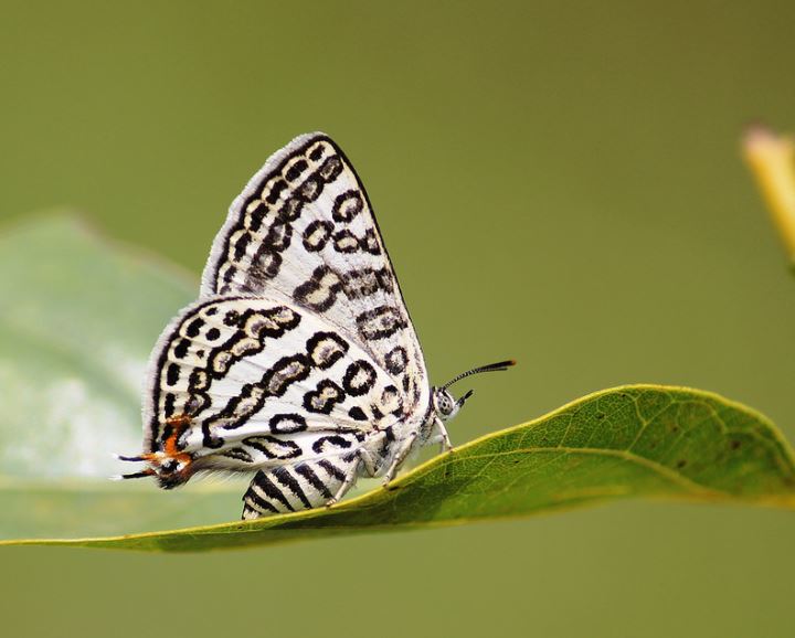 Lilac Silverline Butterfly