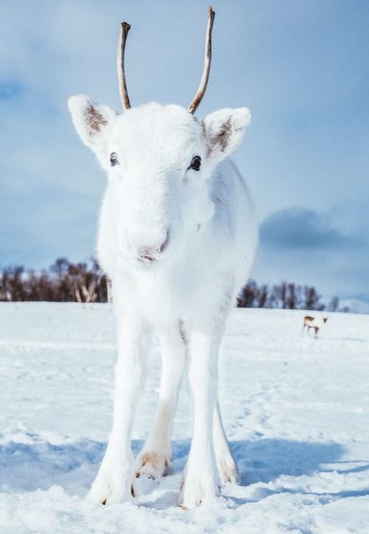 White Reindeer