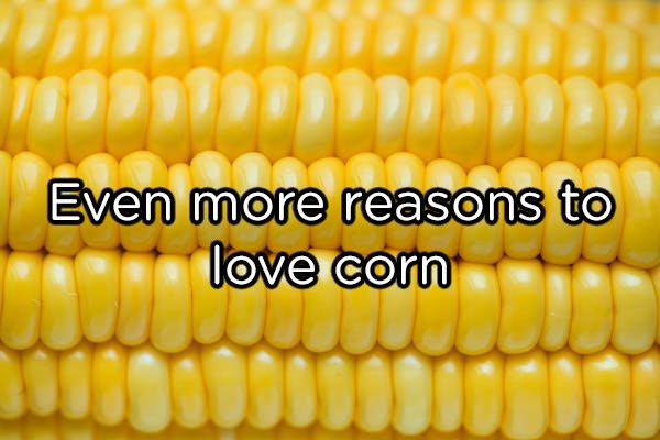 Corn has an even number of rows.