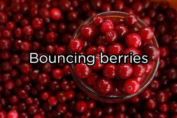 Ripe cranberries can bounce like rubber balls.