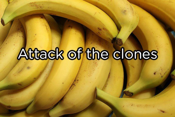 All bananas are cloned.