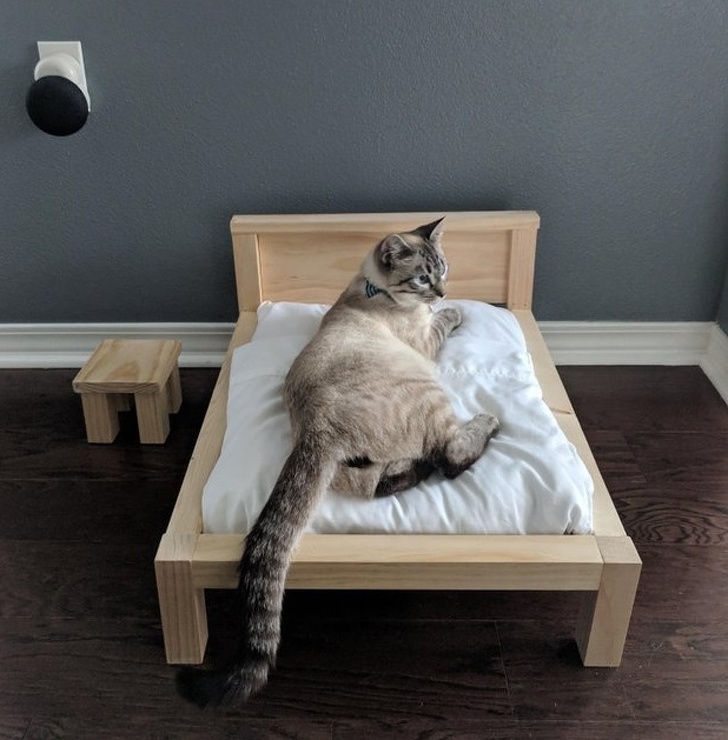 He made a bed frame... for the cat.