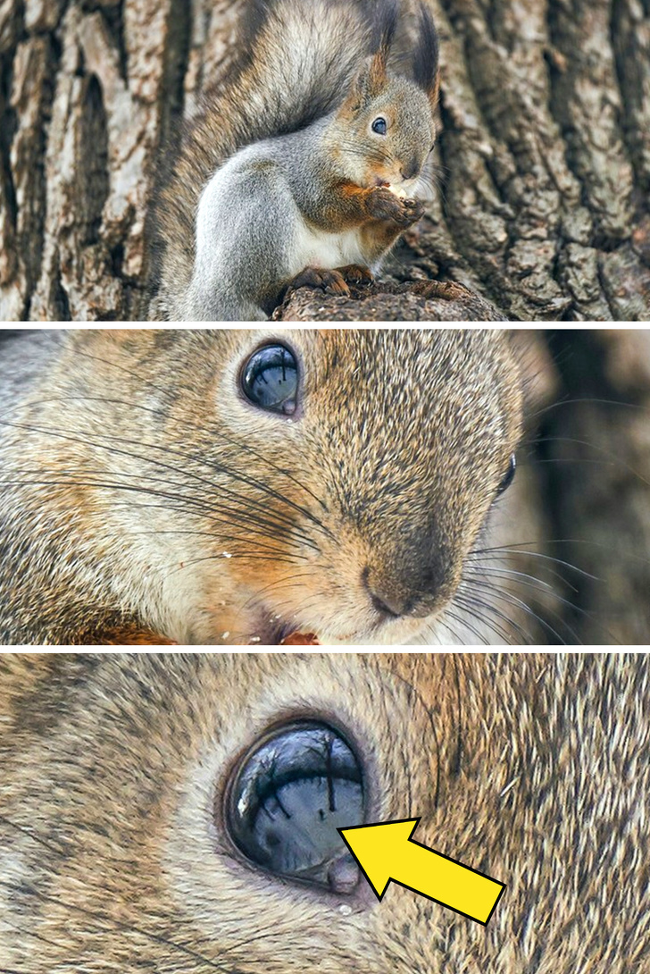 He took a selfie in the squirrel's eye.