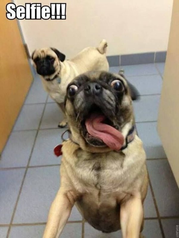 funny pug