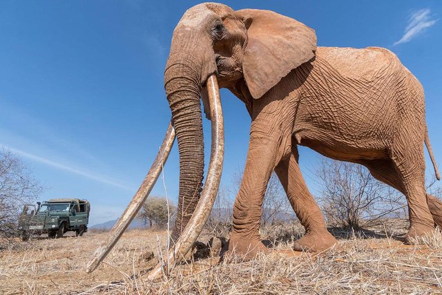Elephant tusks can grow up to 4 feet long.