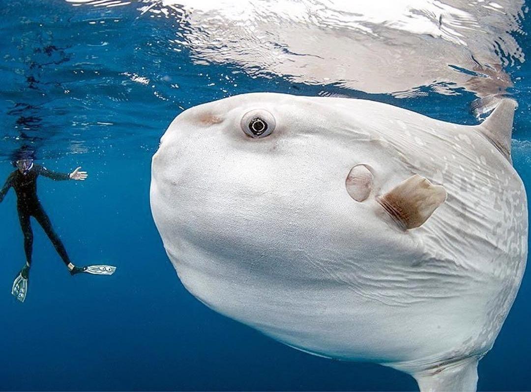 The Ocean Sunfish is the largest fish with bones.