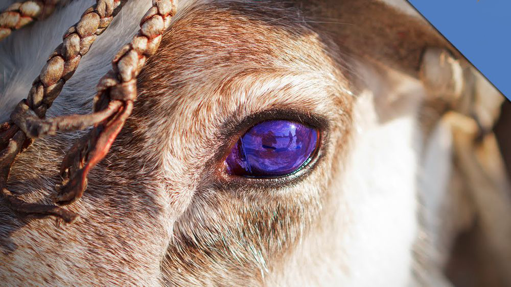 Reindeer's eyes turn blue in winter so they can see better in low light.