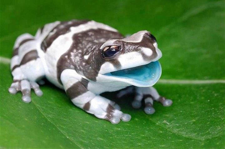 Inside mouth area of an Amazonian milk frog is blue.