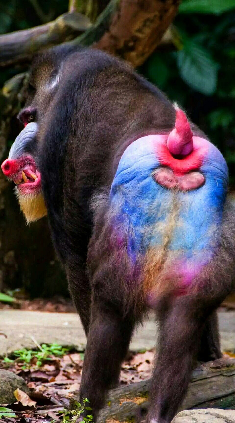 The colorful rear end of a Mandrill.