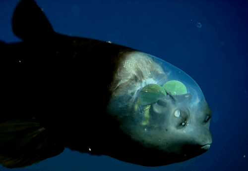 The Barreleye fish has a transparent head.