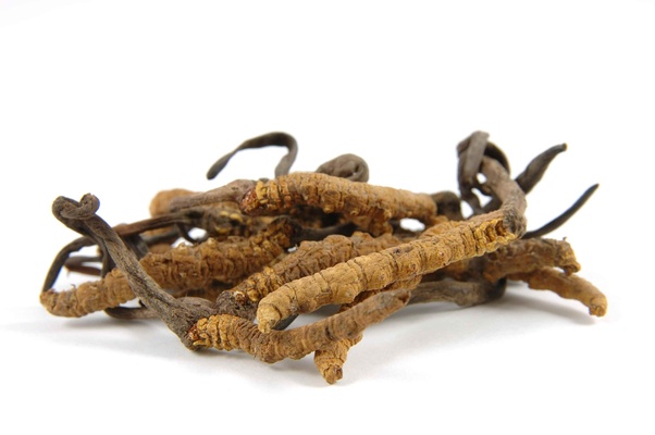 Cordyceps fungus. This Himalayan Fungus cures impotence and is sold at rates higher than Cocaine.