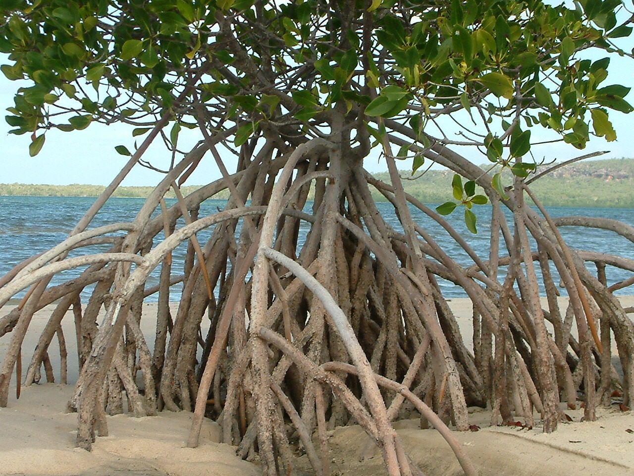 Mangrove trees can grow in sand.