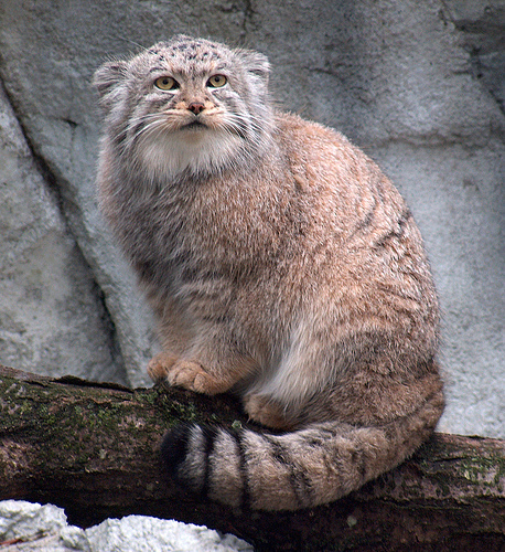 This is Pallas cat.
