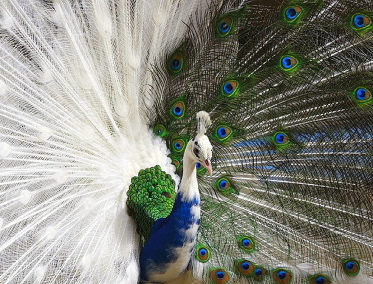 This blue and white peacock is half albino.