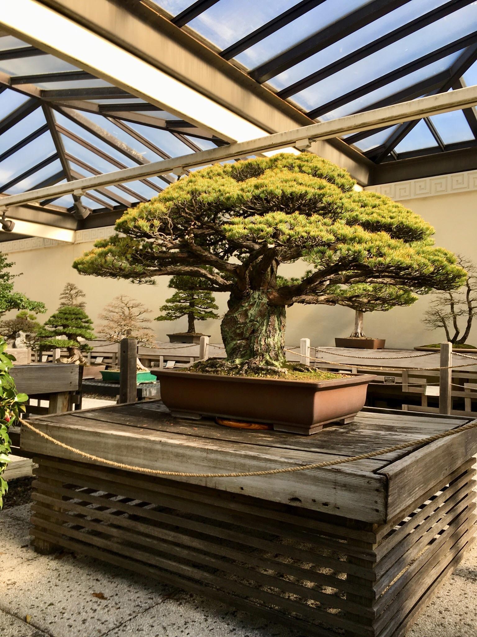 This 400 year old bonsai tree survived the bombing of Hiroshima in Japan.