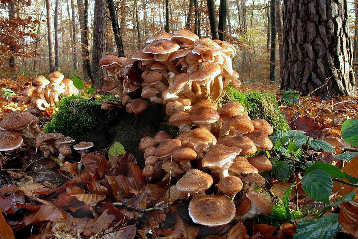 This Fungus is a 2,384 Acre Tree-Eating Machine.