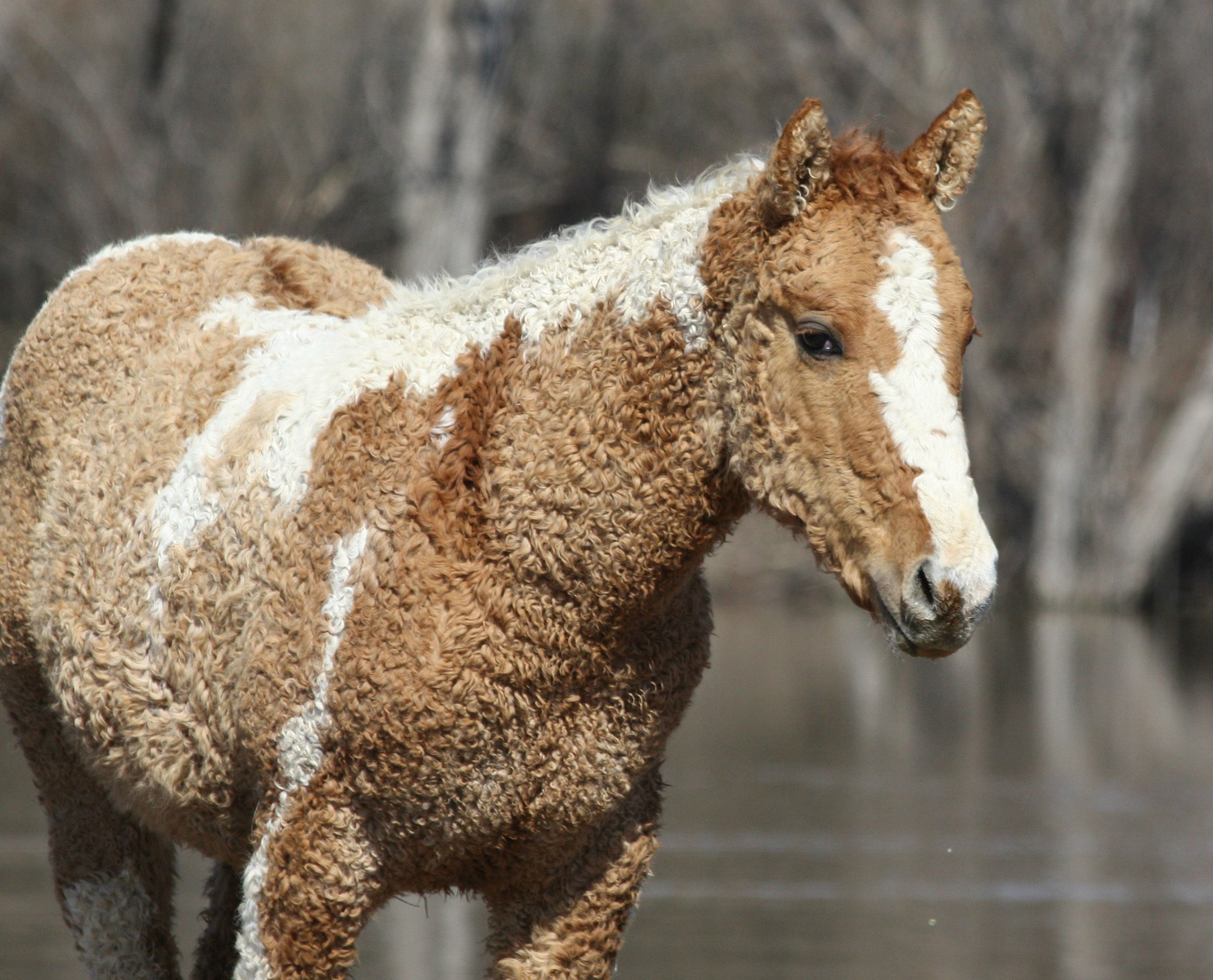This is an American Bashkir Curly Horse.