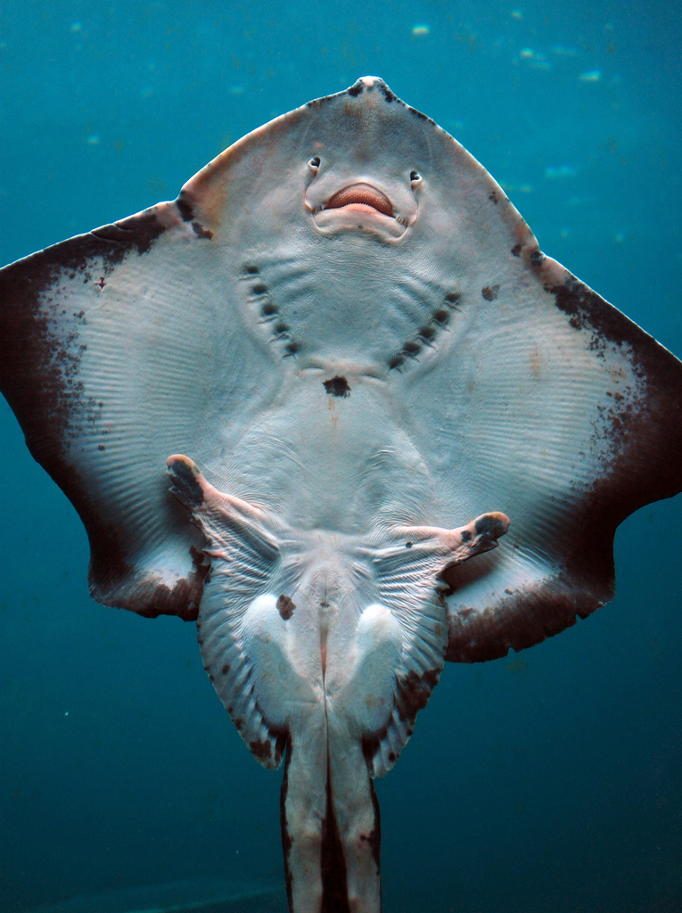 This is how the underside of a Stingray fish look like.