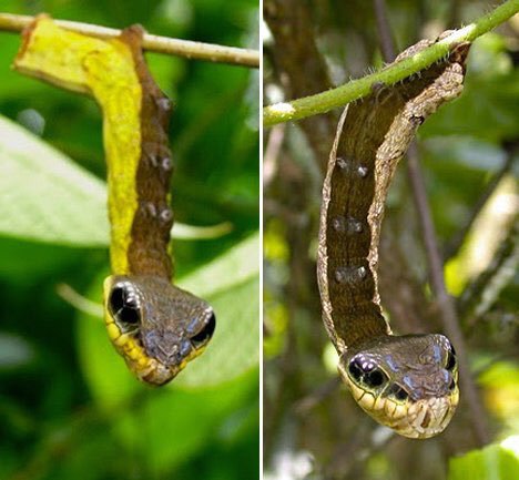 The Elephant Hawk Moth caterpillar can mimic itself as a snake to scare away predators.