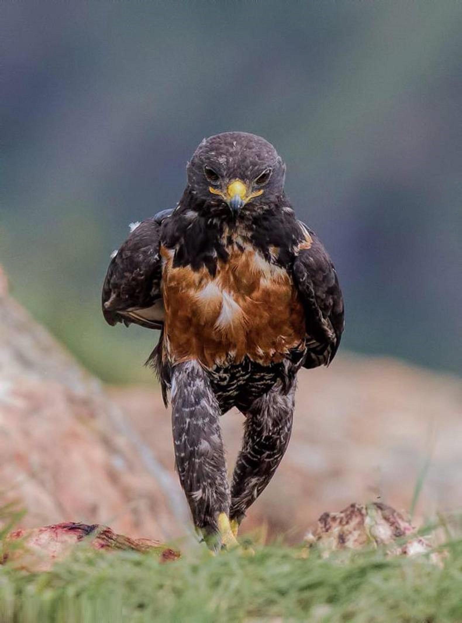 This is how a walking Harris's Hawk looks like when seen from front.