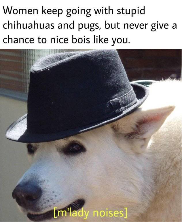 m lady dog - Women keep going with stupid chihuahuas and pugs, but never give a chance to nice bois you. m'lady noises