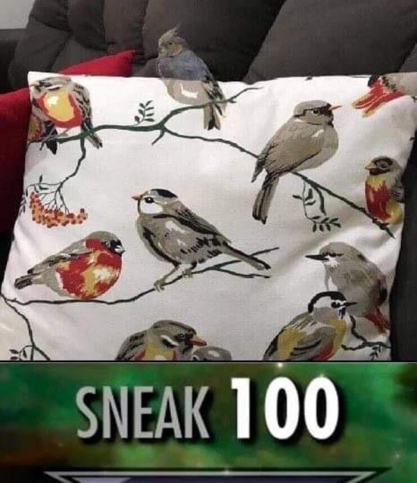 ocd beak - Sneak 100