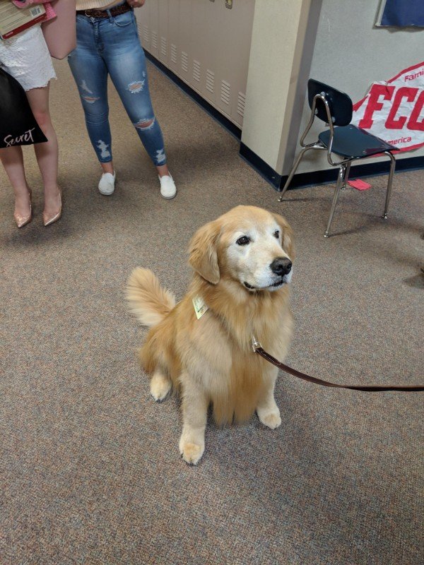 golden retriever