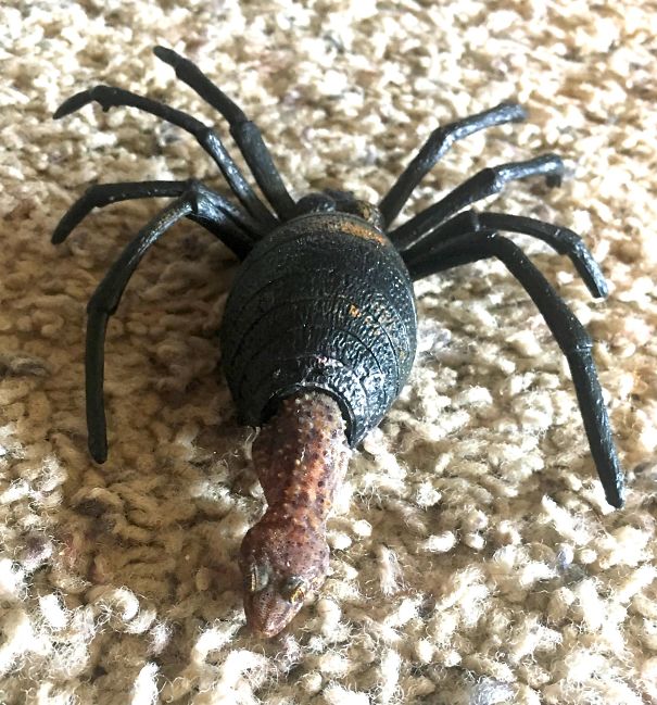 Gecko hiding in a spider toy.