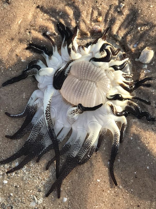 This thing was found on the beach in Australia.