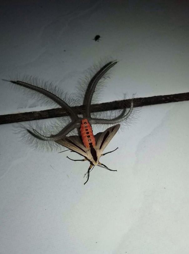 Male Creatonotos Gangis Moth