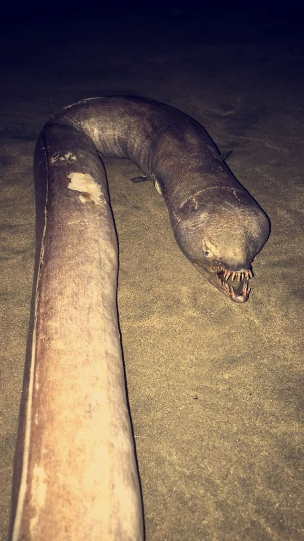 Snaggle-Toothed Snake Eel