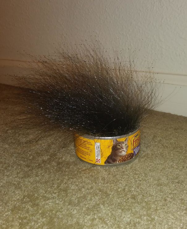 Weird mold growing out of cat food.