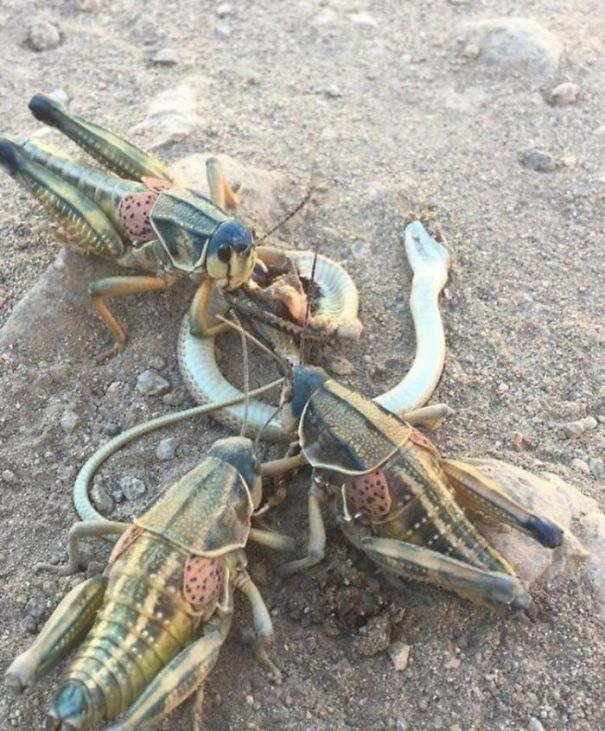 Giant grasshoppers eating a snake.