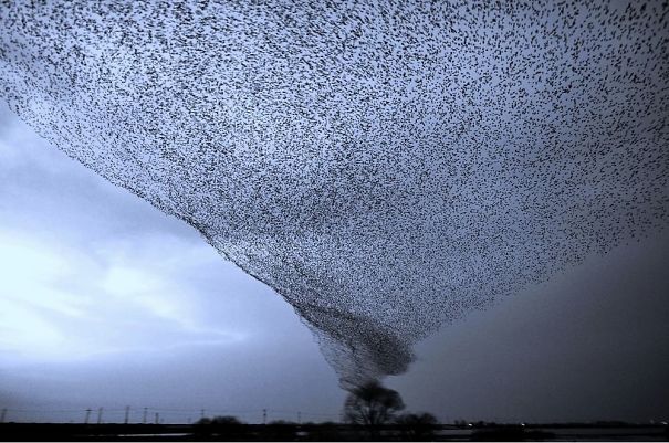 Bird tornado