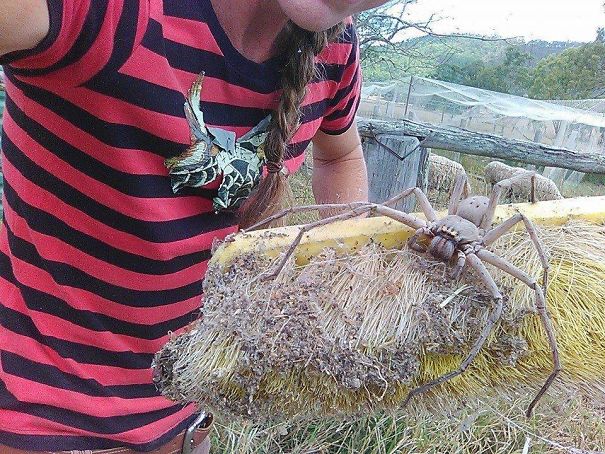 Giant Australian spider.