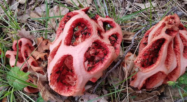 These are mushrooms