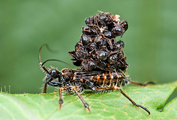 Assassin bug with young.