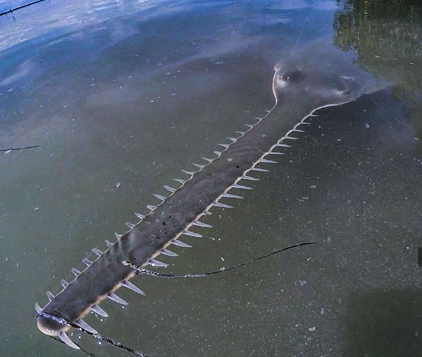 Sawfish