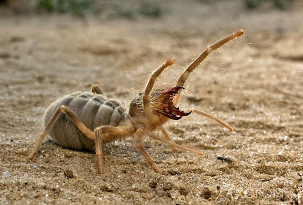 Camel Spider