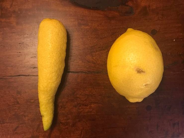 An oddly shaped lemon.