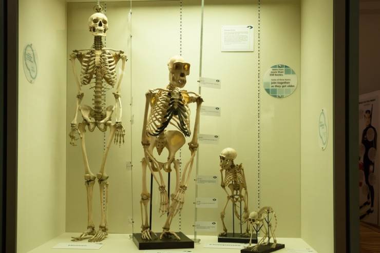 A human’s skeleton next to the skeletons of other primates.