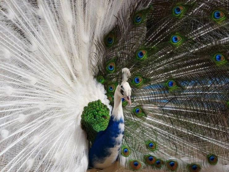 A half albino peacock.