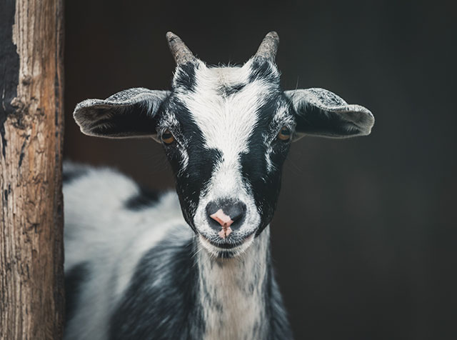 The term scapegoat comes from an old Jewish ritual where they would put all the sins of the townspeople onto a goat and then banish that goat from town sending the burden of their sins with it.