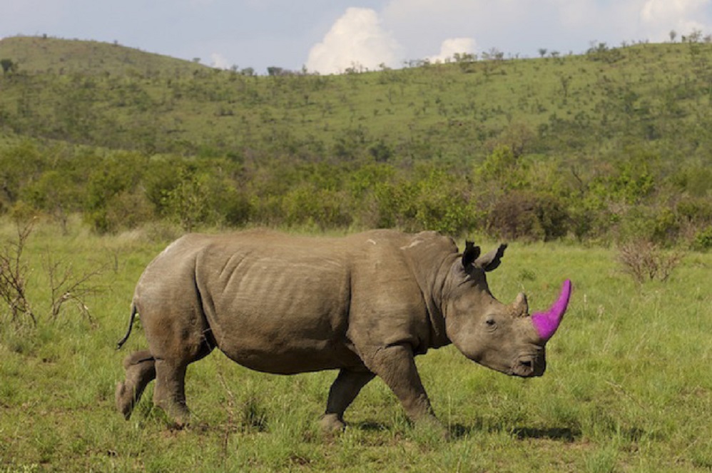 Conservationists in South Africa have been injecting rhino horns with red dyes and toxins to prevent poaching.