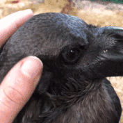What a raven’s ear looks like.