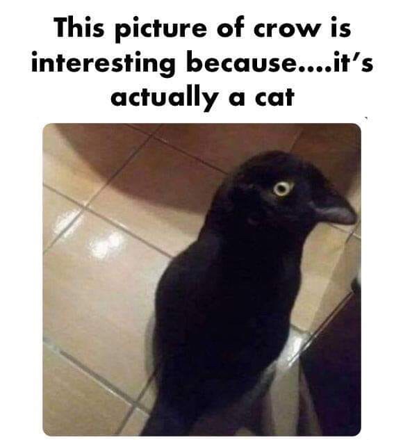 crow and cat - This picture of crow is interesting because....it's actually a cat
